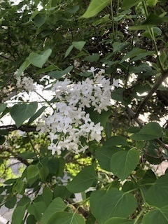 IMG_5180.jpeg