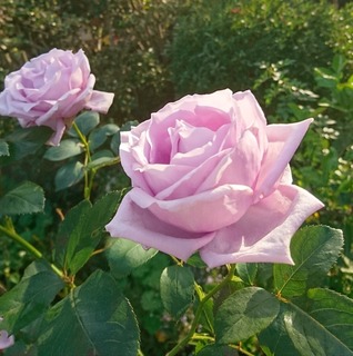 _20201117_150711.JPG