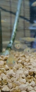 fifish.jpg