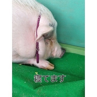 happy pig.jpg
