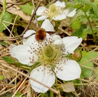 img1649082853766.jpg
