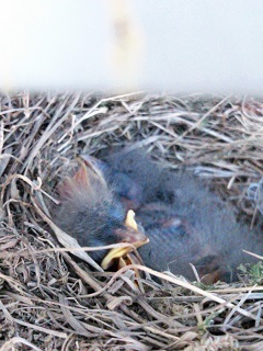 nest.jpg